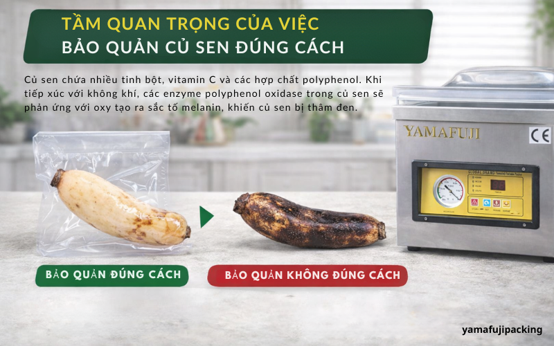 Tầm quan trọng của việc bảo quản củ sen đúng cách